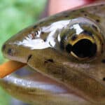 How I Caught Fish using Only Cigarette Butts as a Lure
