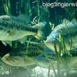 Does Fishing with Over-Sized Lures help you Catch Larger Fish?