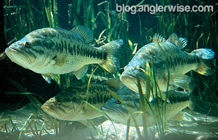 Large Lures Larger Fish