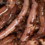How to Catch Your Own Nightcrawlers and Earthworms for Fishing Bait