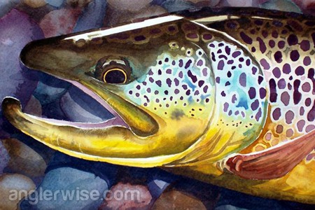 The Best Lures to catch Large Brown Trout Brown Trout Lures
