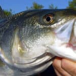 How to Fish Top Water Lures for Explosive Surface Strikes