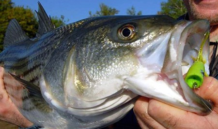 Top Water Surface Lures Strikes