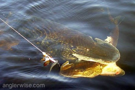 Giant Pike Caught Using a Large Pike as Bait Giant Pike Fishing