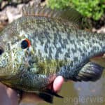 How to Catch Redear Sunfish in the Spring