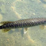 Great Pike Fishing Tips and Techniques for Summer