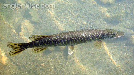 Great Pike Fishing Tips and Techniques for Summer Summer Pike Fishing