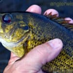 Rock Bass Fishing Tips and Techniques for Summer
