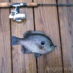 Simple Bait Fishing Rigs to Catch Panfish
