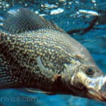 Top 5 Fishing Lures for Catching Huge Crappie