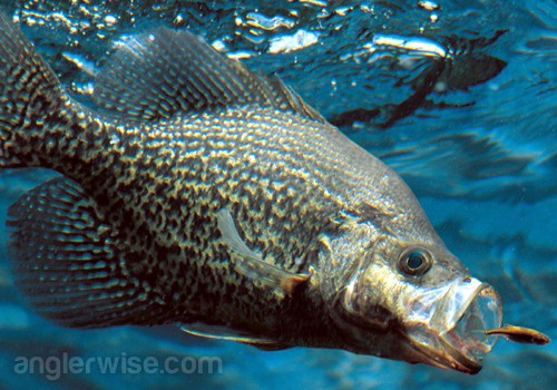 Top 5 Fishing Lures to Catch Huge Crappie Best Lures for Crappie Fishing