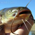 Useful Tips to Catch Bullhead Catfish in the Summer