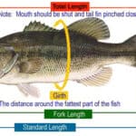 How to Estimate the Weight of a Fish