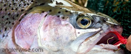 Summer Trout Fishing