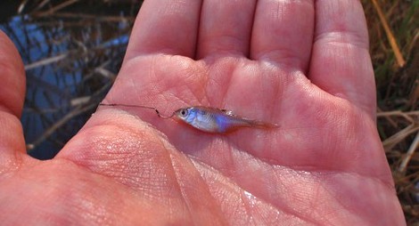 Ultralight Fishing Taken to the Extreme Ultralight Fishing Taken to the Extreme